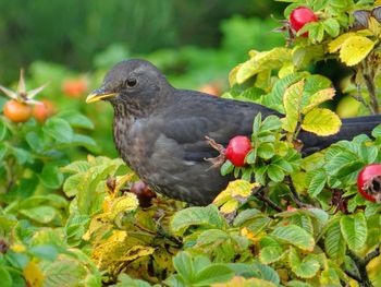 Close-up of bird perching on plant