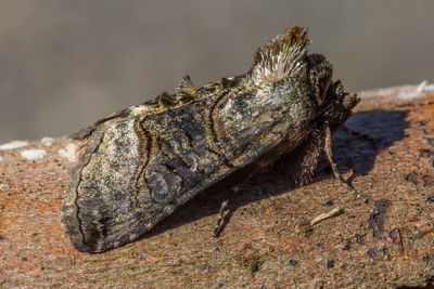 Close-up of lizard on rock