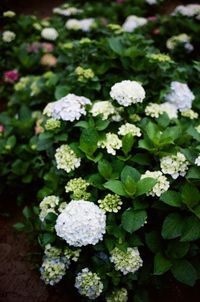 Close-up of hydrangea blooming outdoors
