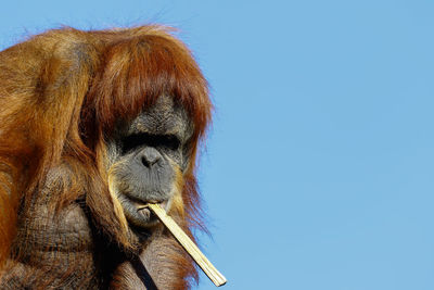 Close-up of orangutan carrying stick 