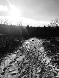 Scenic view of bare trees against sky
