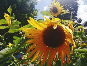 Close-up of bee on sunflower