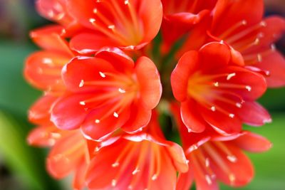 Close-up of red flowering plant