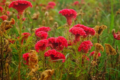 Close-up of red flowering plants on field