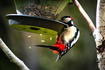 Close-up of bird perching on a feeder