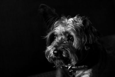 Close-up portrait of a dog