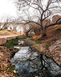 View of bare trees by the lake