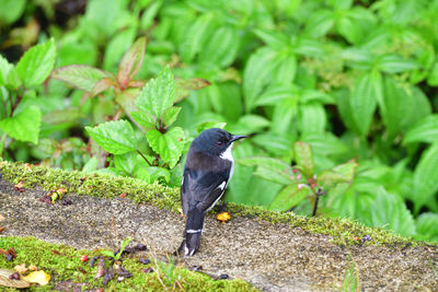 Close-up of a bird on field