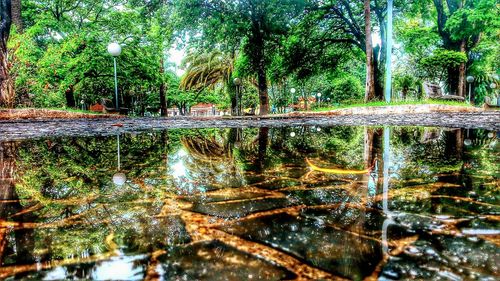 Reflection of trees in lake