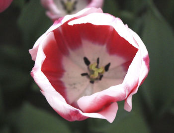 Close-up of flower blooming outdoors