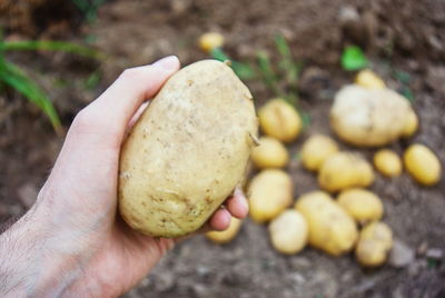 Close-up of hand holding apple