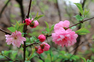 Close-up of pink flowering plant