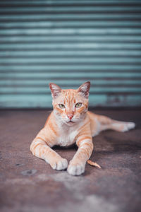 Portrait of cat sitting on floor