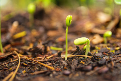 Close-up of plant growing on field