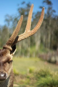 Close-up of giraffe on field