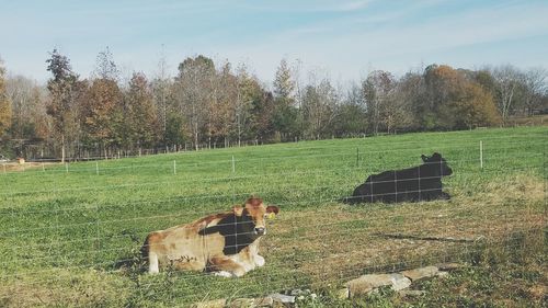 Cows grazing on field against sky