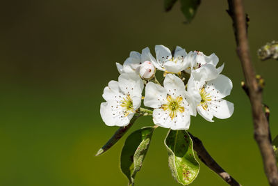 Close-up of white flowers blooming on tree