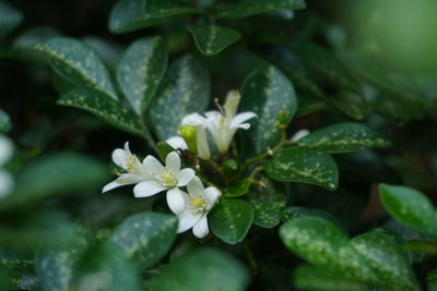 Close-up of white flowering plant