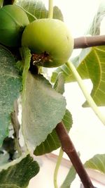 Close-up of fruit growing on tree