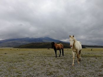 Horses on a field