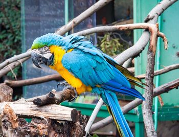 Close-up of parrot perching on wood