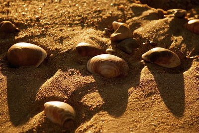 Close-up of clams on sand during sunny day