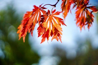 Close-up of autumnal leaves against blurred background