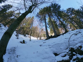 Trees on snow covered field against sky