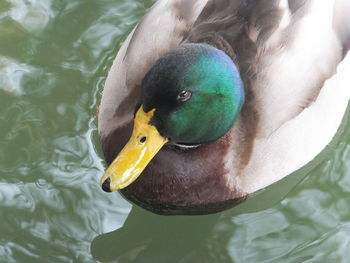 High angle view of duck swimming in lake