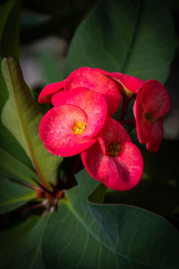 Close-up of pink flowering plant