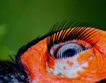 Macro shot of orange bird