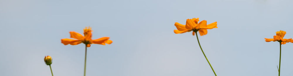 Low angle view of orange flowering plant against sky