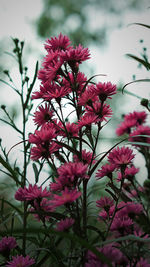 Close-up of pink flowering plant