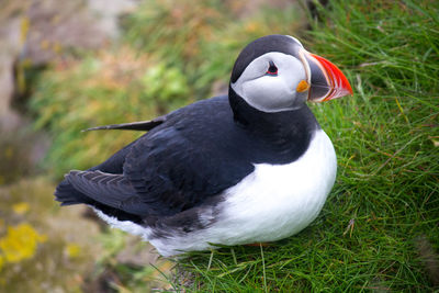 High angle view of duck on field