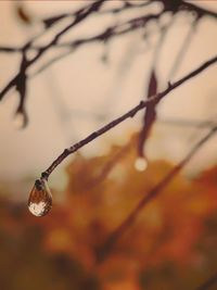 Close-up of wet twig