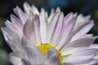 Close-up of purple crocus flower