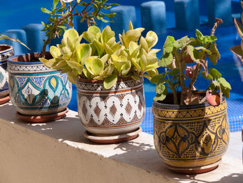 Close-up of potted plant on table