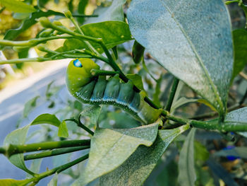 Close-up of green leaves on plant