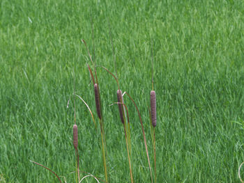 Close-up of plants growing on field