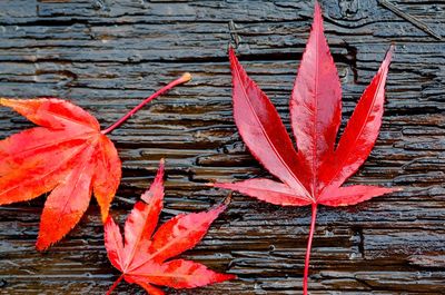 Close-up of red leaves