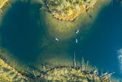 High angle view of jellyfish swimming in sea