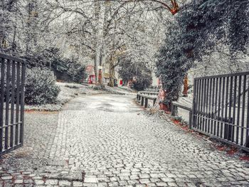 Trees in city against sky