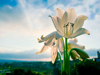 Close-up of white flowering plant against cloudy sky