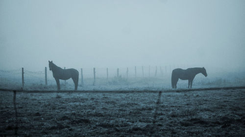 Horses in a field during foggy weather