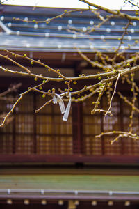 Close-up of spider web on tree