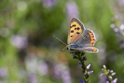 Close-up of butterfly pollinating on flower