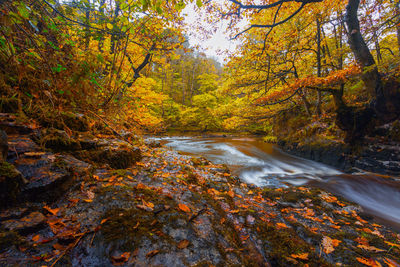 Narrow stream along trees in forest