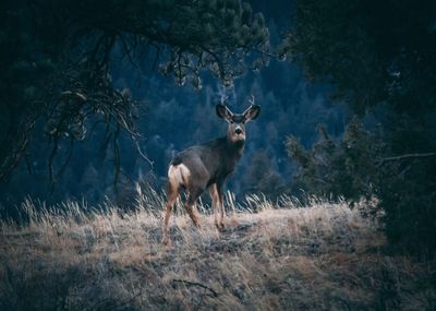 Deer standing in a field