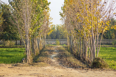 Trees growing on field during autumn season