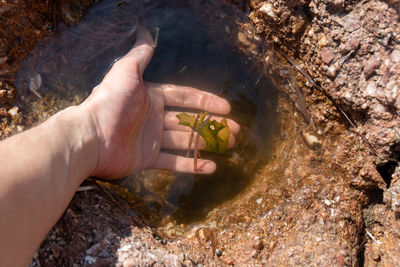 High angle view of men holding seaweed over puddle amidst rock formation